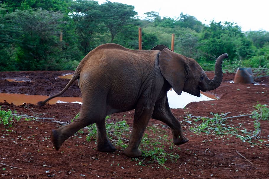 black elephant calf walking on brown soil near green leaves tree during daytime, HD wallpaper