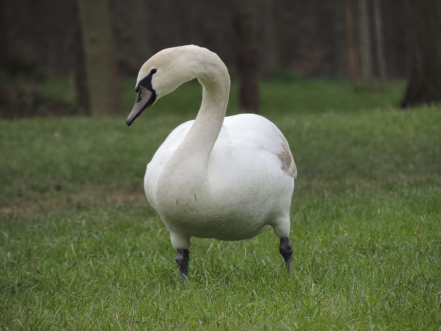 Swan, White, Bird, Grass, Animal, wildlife, beak, versailles HD wallpaper