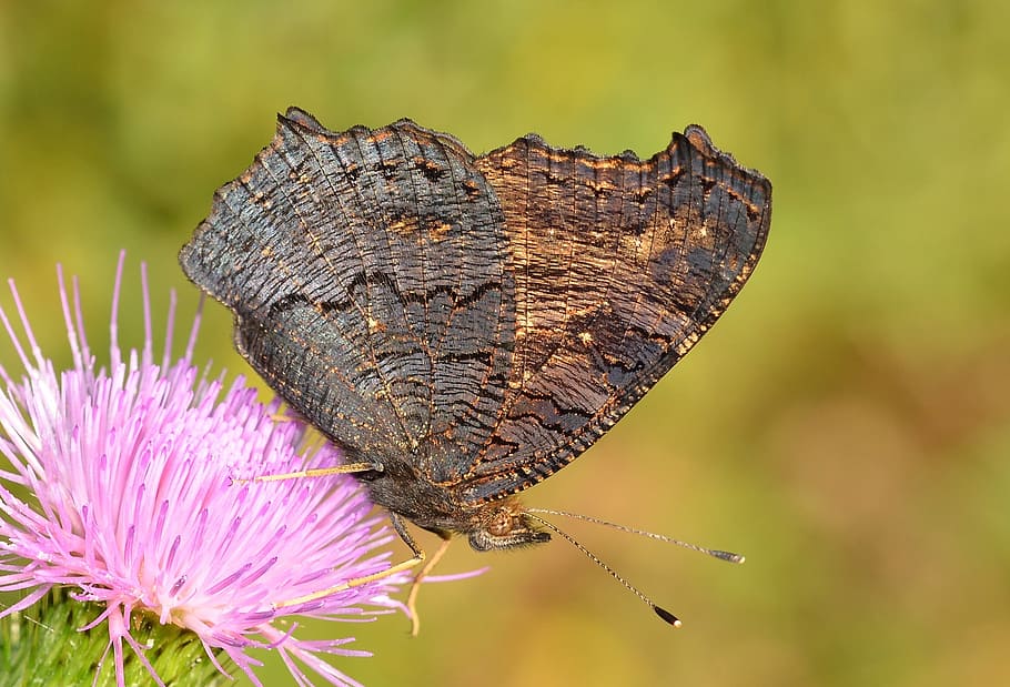 moth, butterfly, insects, flower, flowering plant, animal themes HD wallpaper