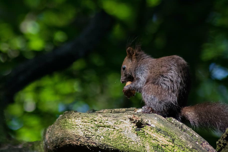 squirrel, tree, nager, casting, swannery, park, city park, animal HD wallpaper