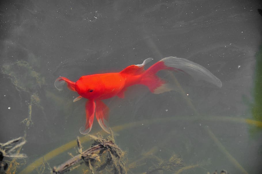 spring, fish, nature, animal themes, animals in the wild, vertebrate HD wallpaper