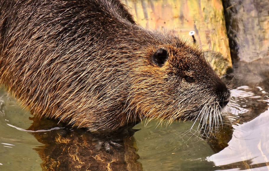 nutria, water rat, splashing, animal world, nature, fur, rodent HD wallpaper