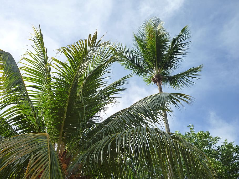 fruit, caribbean, green, plant, palm tree, growth, tropical climate HD wallpaper