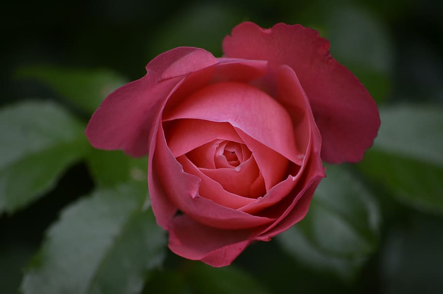 rose, bud, summer, pink, pink rose, flowers, garden roses, close HD wallpaper