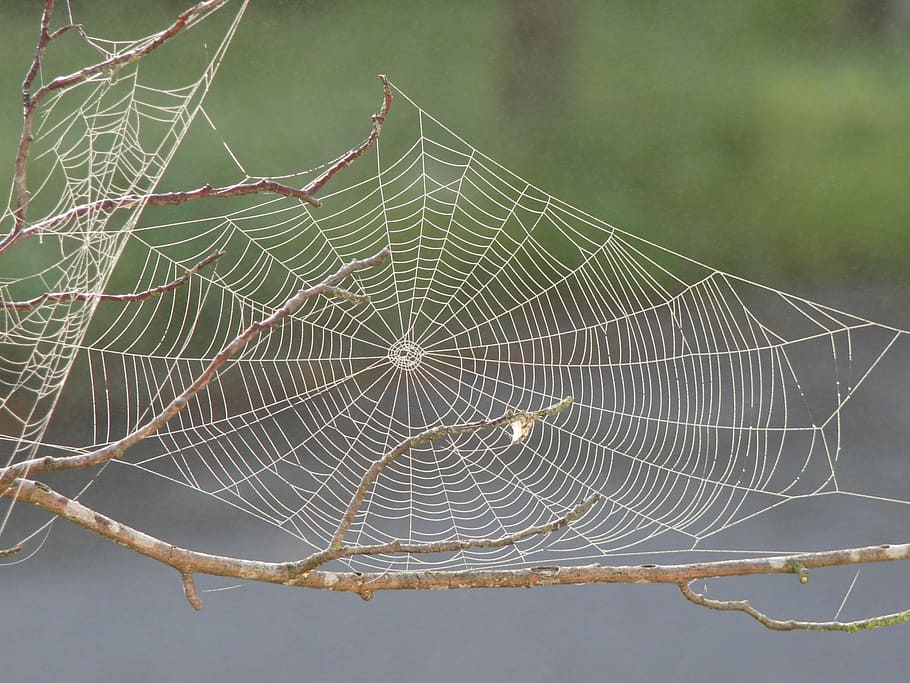 macro photography of spiderweb, spider web, dew, pattern, insect HD wallpaper