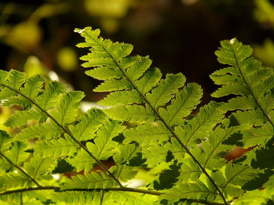 fern, plant, green, back light, flora, shine through, seem HD wallpaper