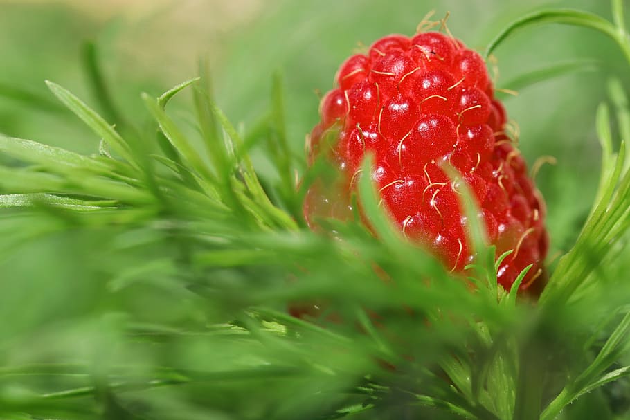 close-up photo of red raspberry fruit, nature, delicious, vitamins HD wallpaper