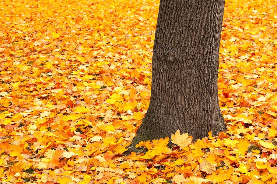 dried maple leaves on ground, autumn, bright, fall, forest HD wallpaper