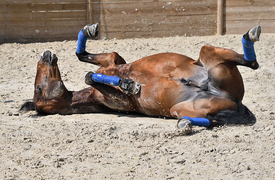 brown horse lying on brown soil during daytime, play, roll HD wallpaper