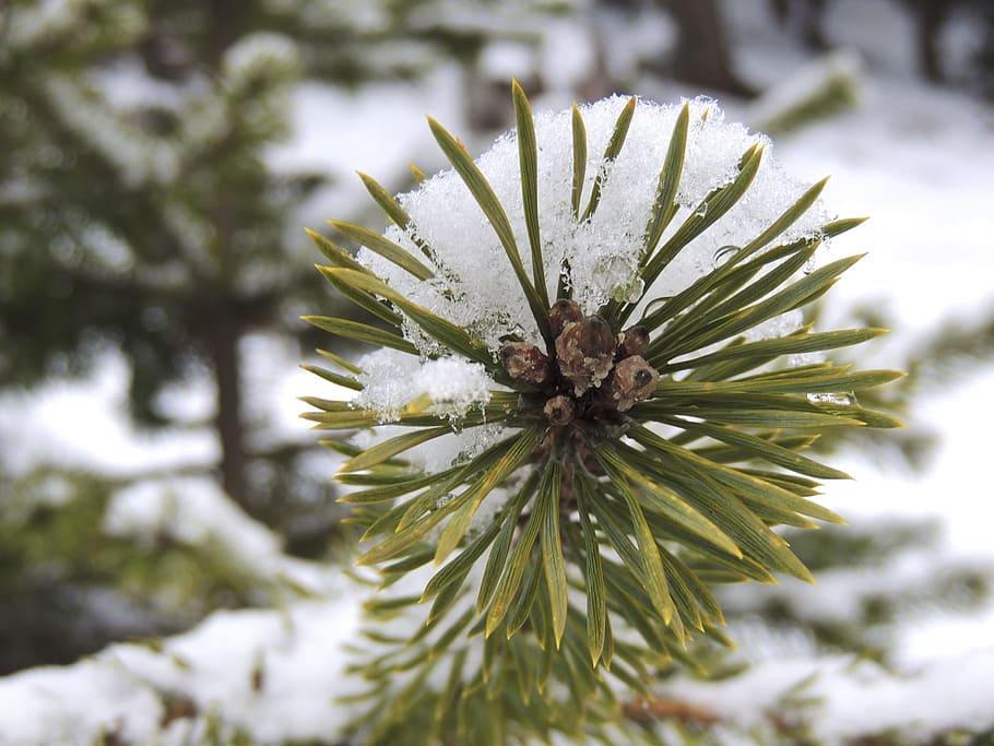 fir, branch, needles, conifer, tree, nature, macro, plant, snow HD wallpaper