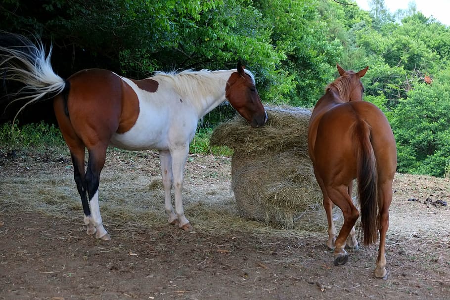 horses, two horses, structure, beautiful, harmony, from the rear, HD wallpaper