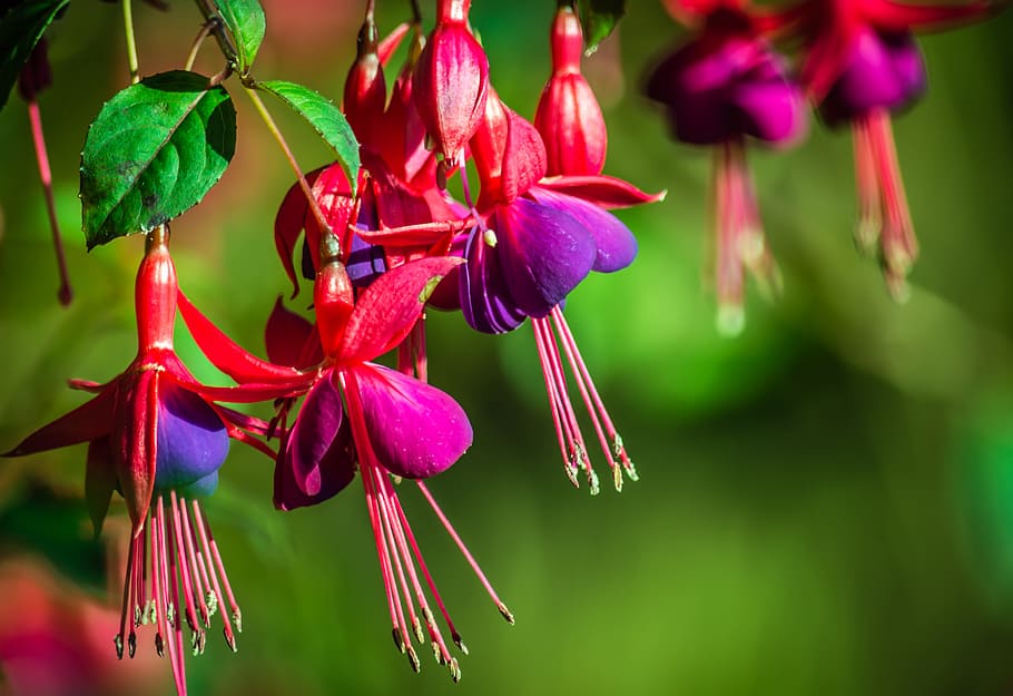 shallow focus photography of purple flowers, pink, red, fuchsias, HD wallpaper