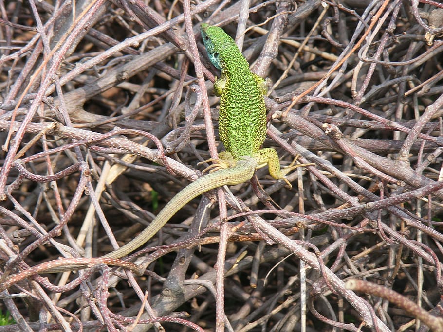 lizard, green, blue, reptile, animal, wildlife, nature, dragon HD wallpaper