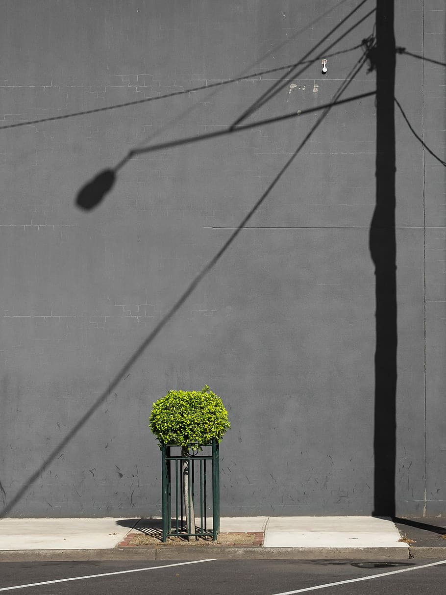 Isolation, green leafed potted plant, shadow, wall, concrete HD wallpaper