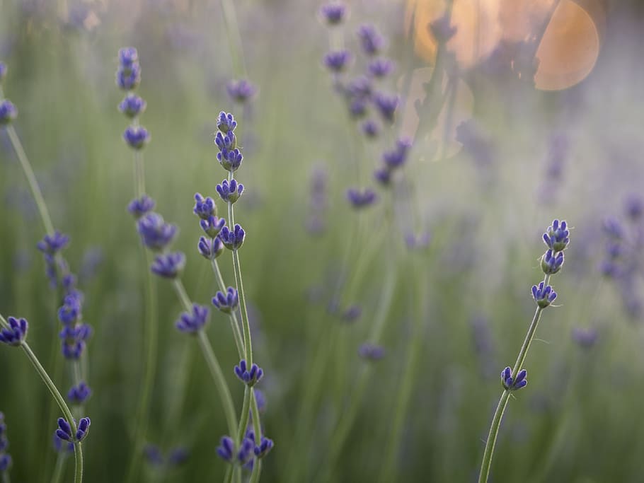 shallow focus photography of purple flowers, purple flower field during day HD wallpaper