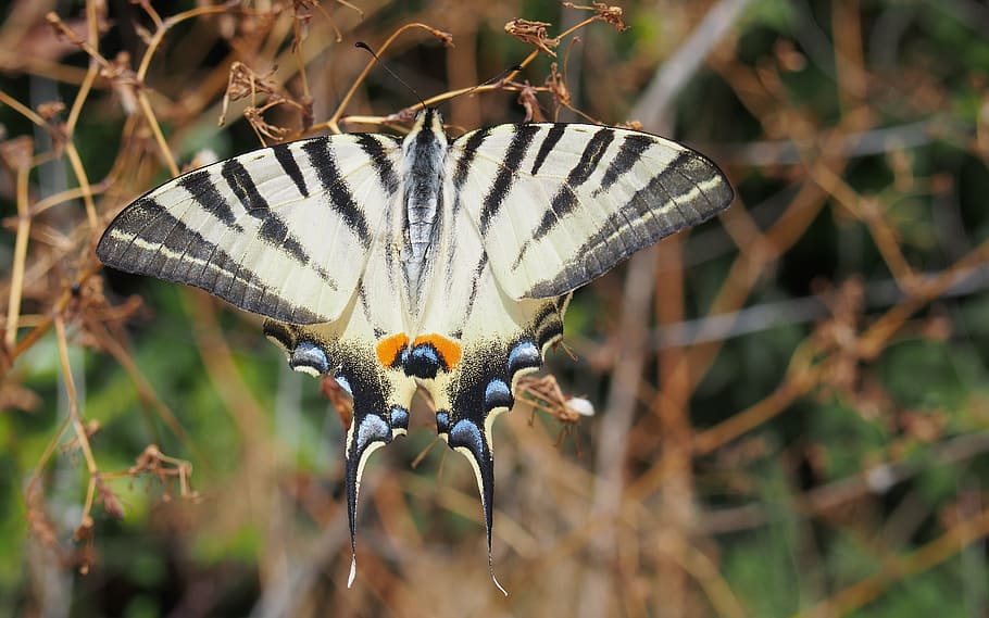 butterflies, macro, provence, insect, butterfly - insect, one animal HD wallpaper