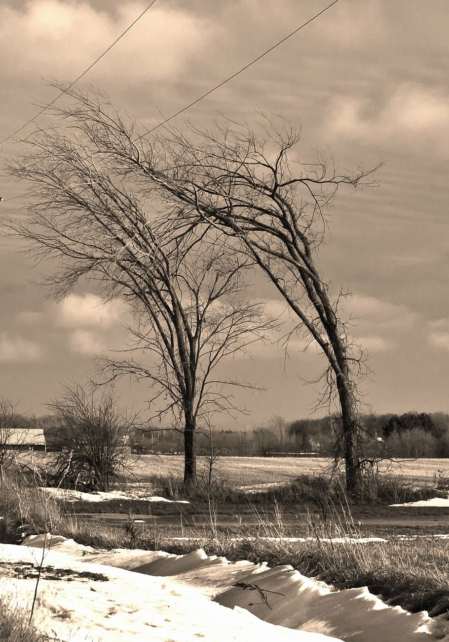 trees, wind, winter, sepia, snow, nature, cold - Temperature HD wallpaper