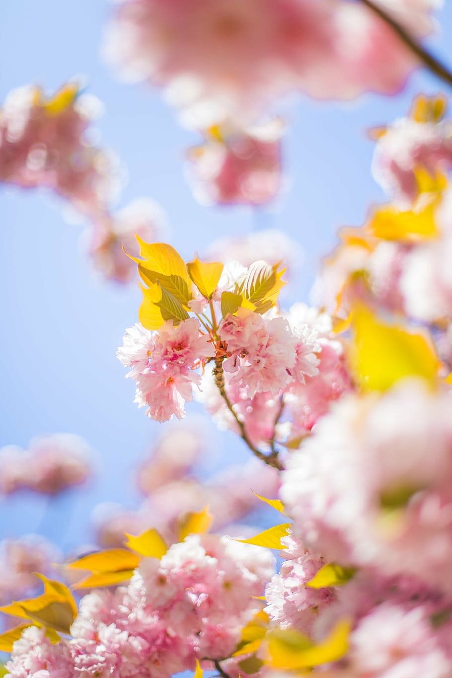 beautiful, bloom, blooming, blossom, blur, bright, cherry, close-up, HD wallpaper