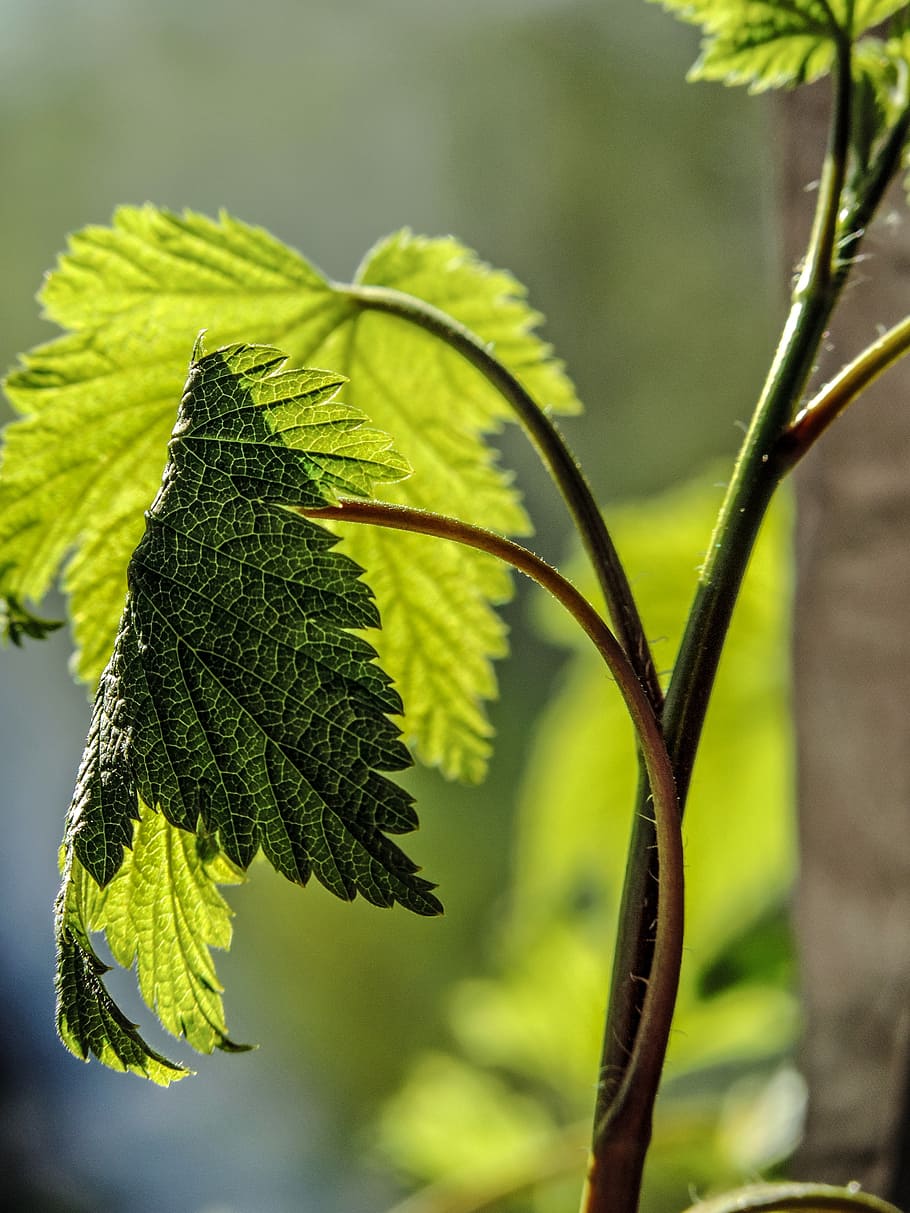 leaf, backlight, bright, nature, natural, plant, green, leaves HD wallpaper
