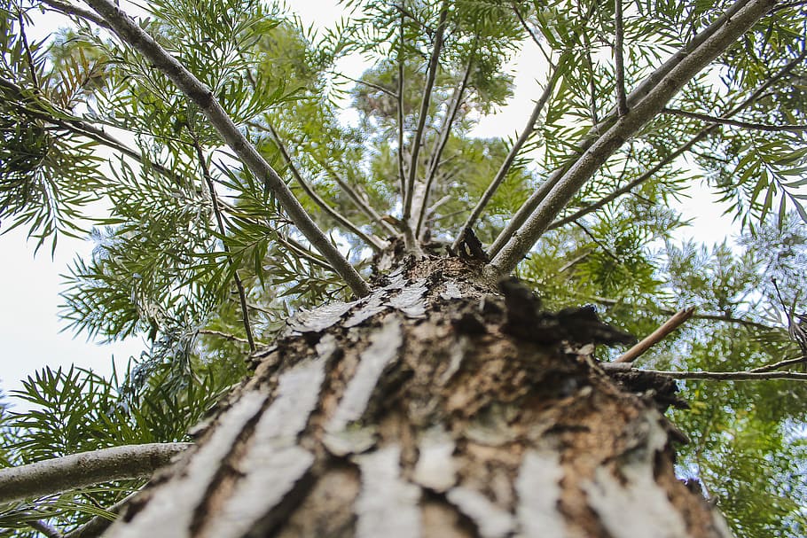 tree, nature, natural, landscape, green, forest, outdoor, environment HD wallpaper