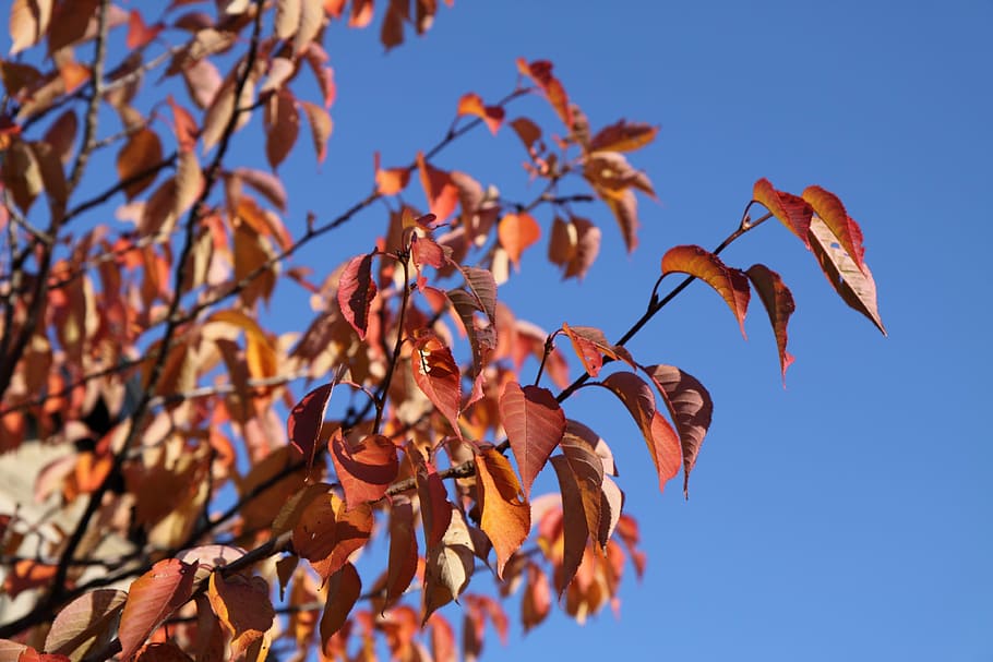 leaf, leaves, red, autumn, fall, sky, blue, plant, tree, growth HD wallpaper