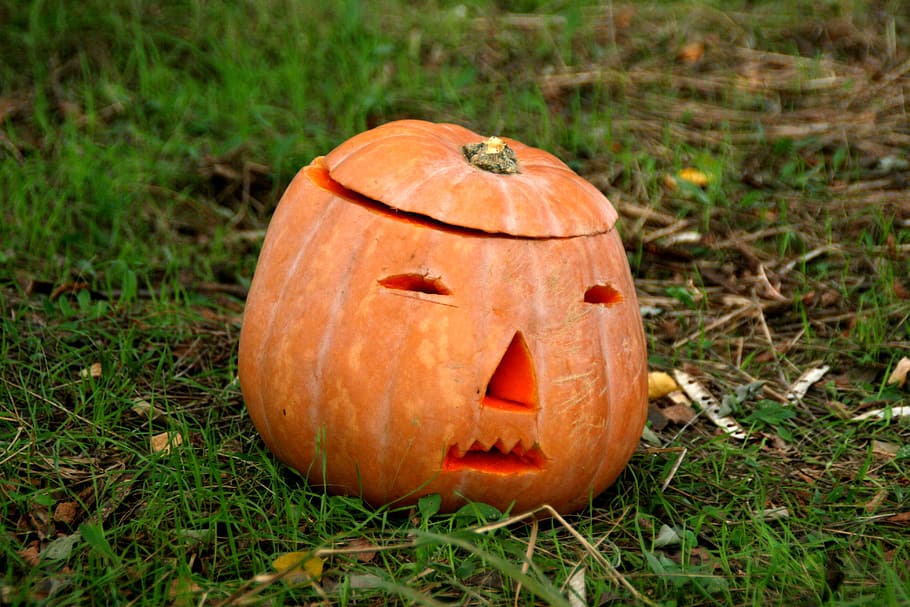 halloween, pumpkin, orange, forest, autumn, horror, orange Color HD wallpaper