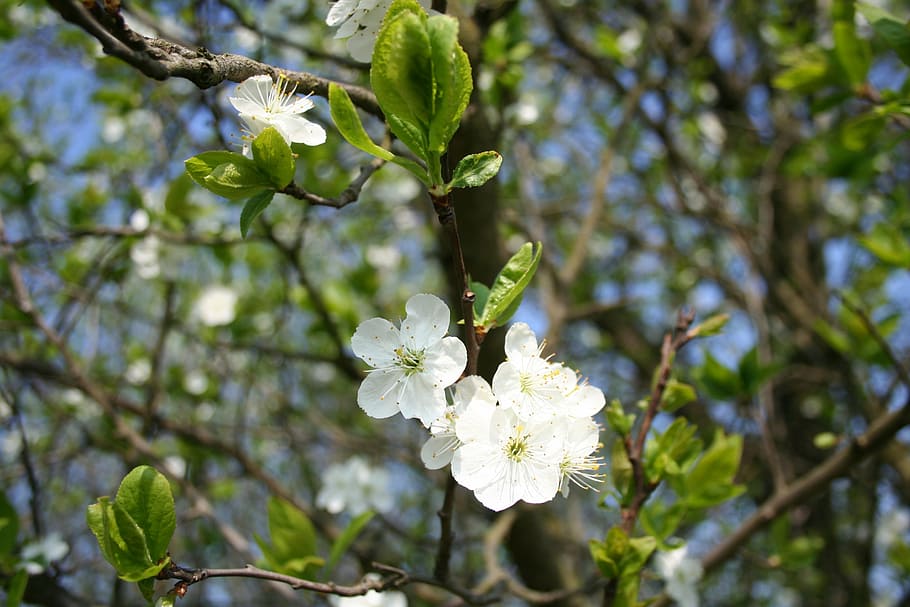 spring, flowers, tree, plant, nature, branch, springtime, leaf HD wallpaper