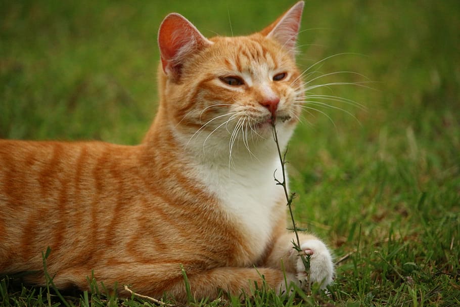 shallow focus photography of orange tabby cat eating piece of grass, HD wallpaper