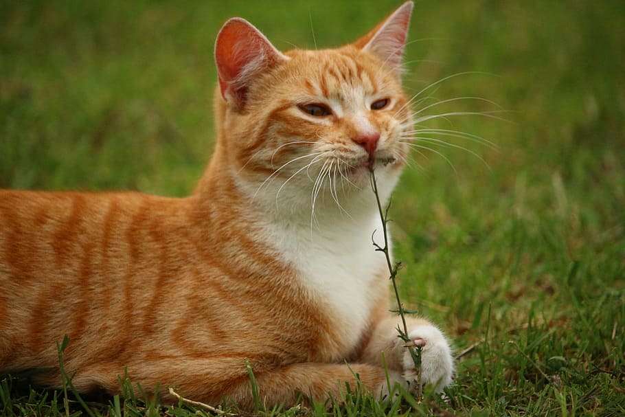 shallow focus photography of orange tabby cat eating piece of grass HD wallpaper