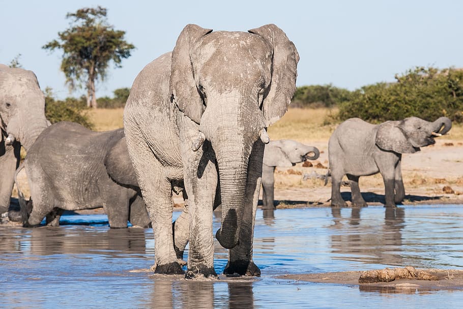 gray elephant ahead, african elephants drinking, matriarch, looking