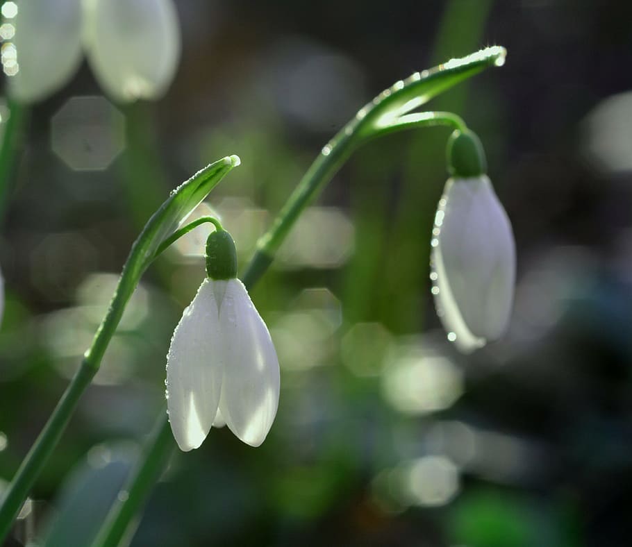 snowdrop, nature, spring, growth, beauty in nature, plant, vulnerability HD wallpaper