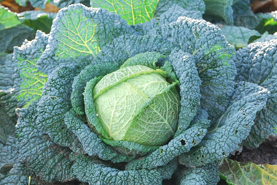 green cabbage, vegetable, food and drink, healthy eating, green color HD wallpaper