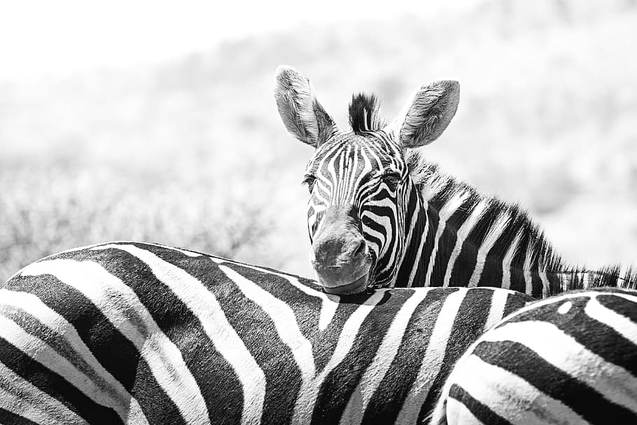 grayscale photo of zebra, wildlife, africa, safari, nature, mammal, HD wallpaper