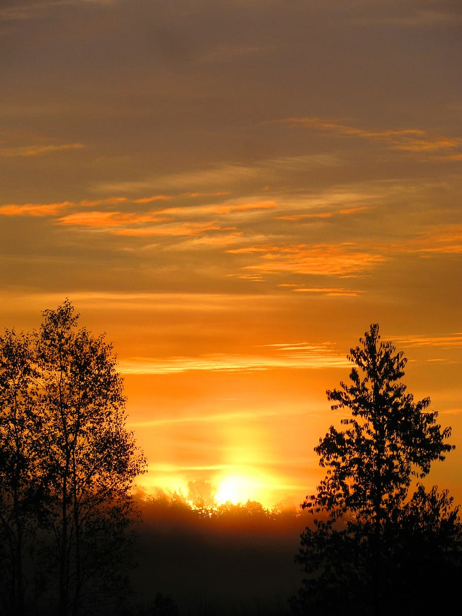 Sunset, Evening, Orange, Sky, Sky, Landscape, tree, silhouette HD wallpaper