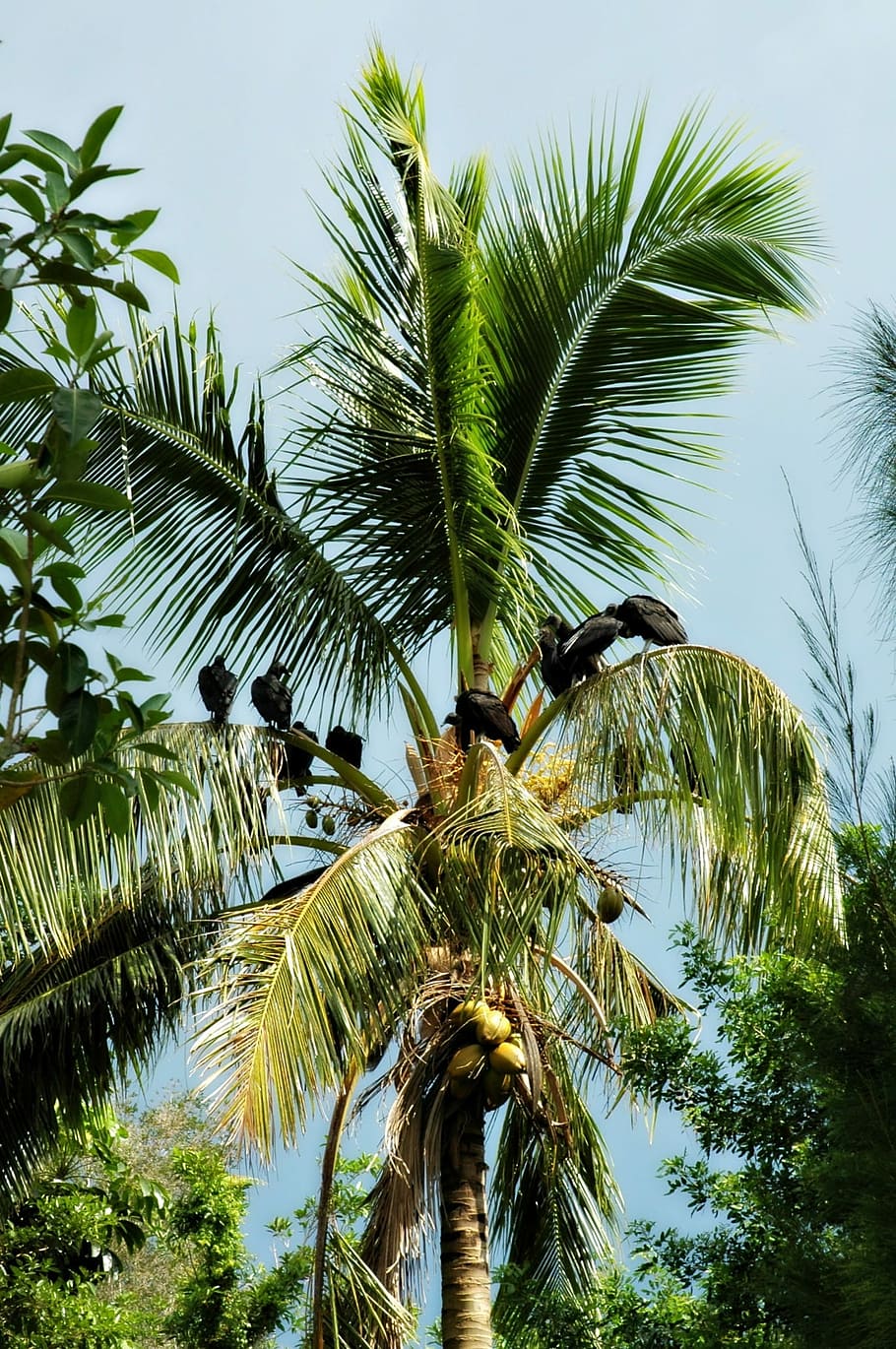 Palm Tree, Nature, Prey, Birds, palm leaf, low angle view, frond HD wallpaper