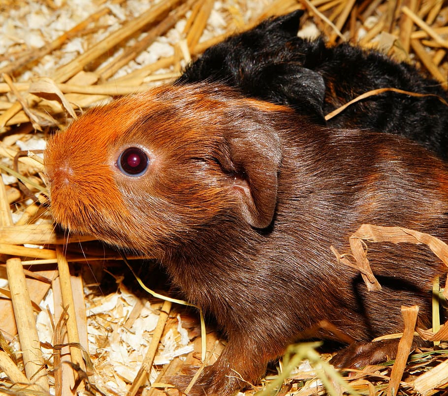 young animals, half a day old, nager, rodent, cute, pet, brown, HD wallpaper