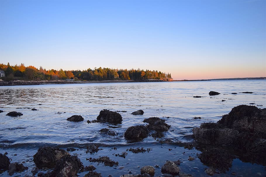 shore, sea, beach, ocean, rocks, trees, pine, maine, nature HD wallpaper