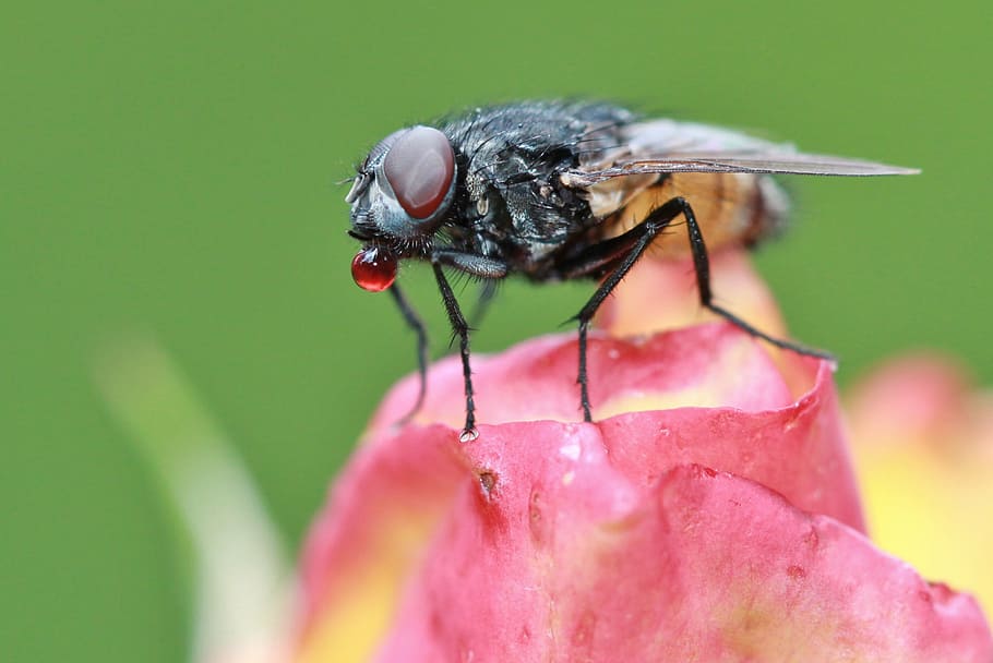 hoverfly perched on pink flower petal selective focus photography HD wallpaper