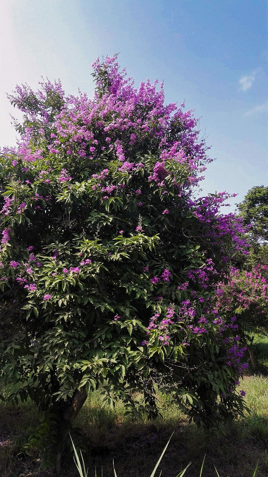 Trees, Nature, Natural, purple, flower, plant, pink color, growth HD wallpaper