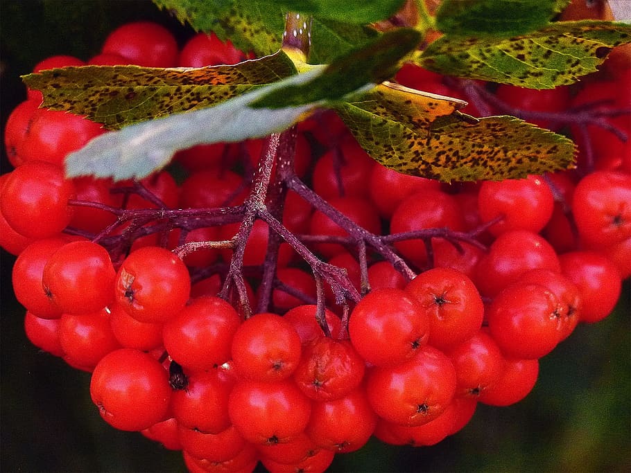 rowan, berries, plant, tree, nature, leaf, season, bunch, natural HD wallpaper
