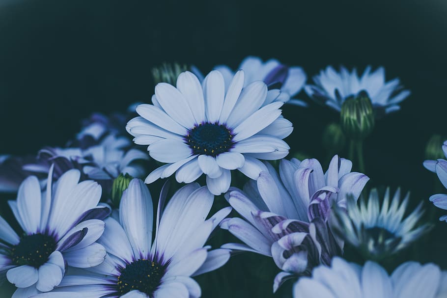 white daisy flowers in closeup shot, white and gray flowers, close up photography HD wallpaper