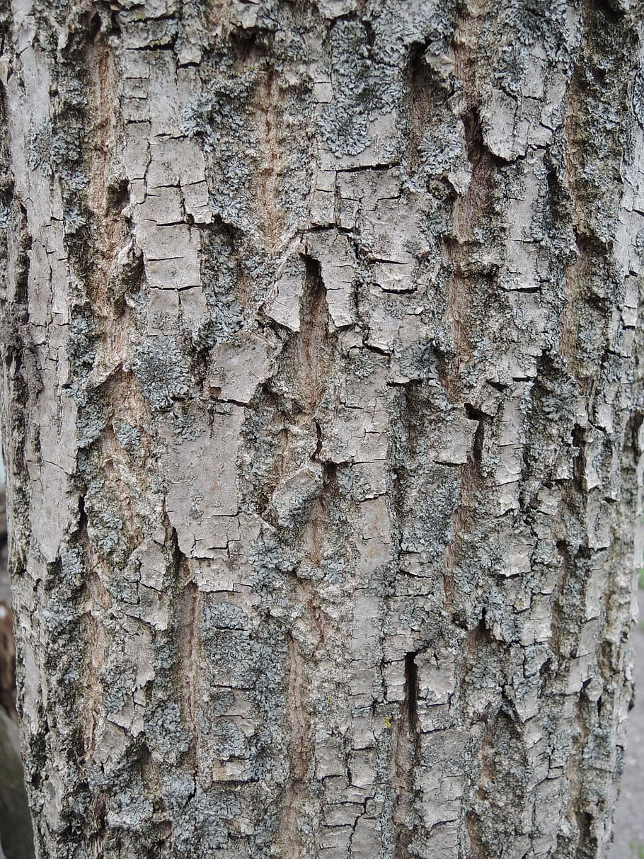 bark, tree, nature, textured, backgrounds, full frame, tree trunk HD wallpaper