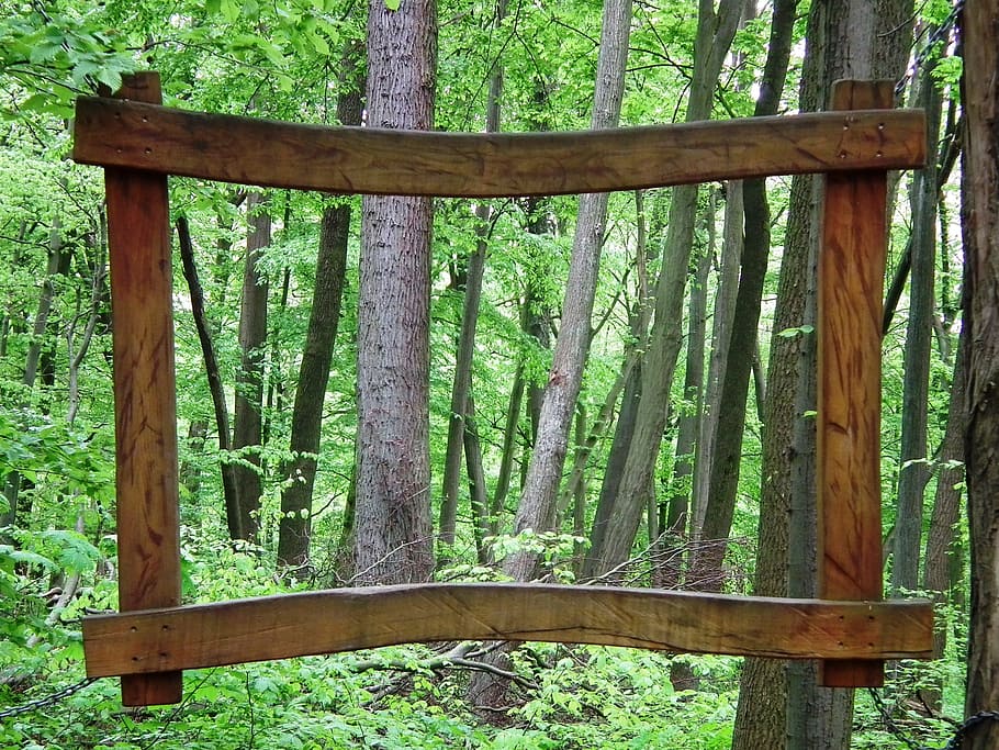 closeup photo of rectangular brown wooden frame, forest, tree HD wallpaper