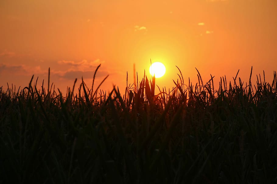 Sunset, Setting Sun, abendstimmung, dusk, evening sky, growth HD wallpaper