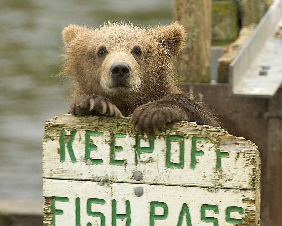 brown bear in front of wooden signage, Bear, Cub, Wildlife HD wallpaper