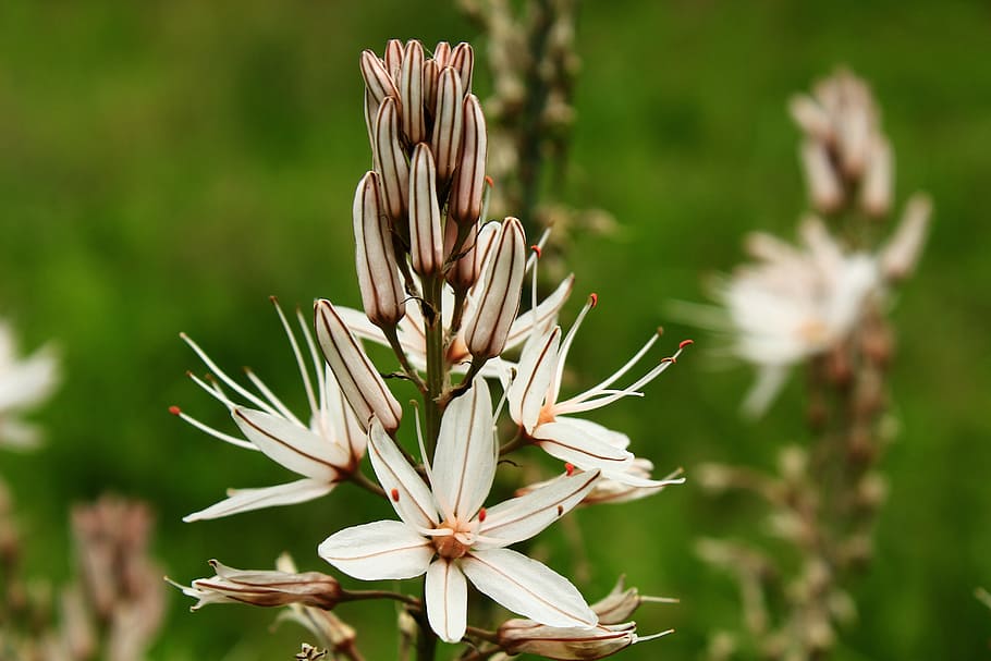 nature, beautiful, flower, spring, red, white flower, flower spring HD wallpaper