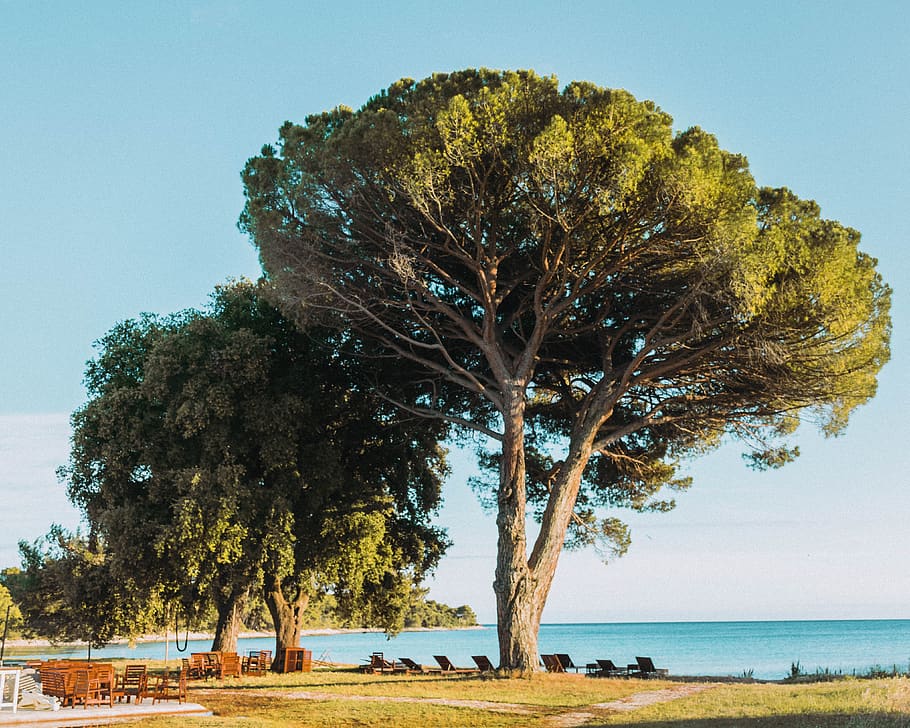 tree, beach, coastline, plant, water, sea, sky, growth, scenics - nature HD wallpaper