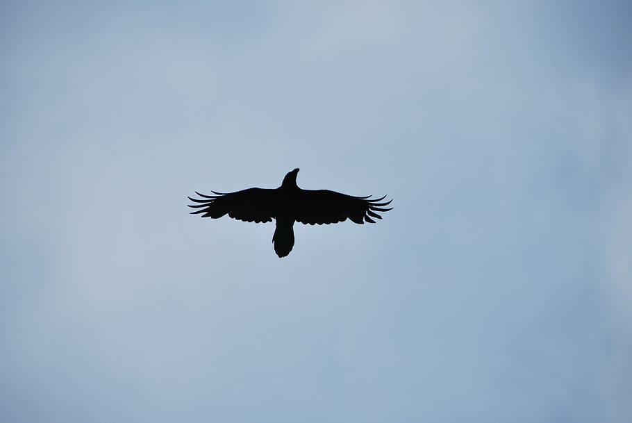 Silhouette, Bird, Crow, Fly, Black, Sky, dom, flying, one animal HD wallpaper
