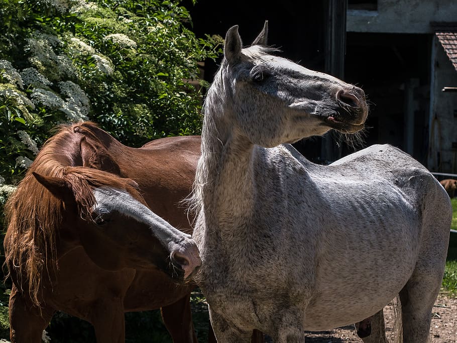 horses, coupling, for two, animal themes, livestock, mammal HD wallpaper