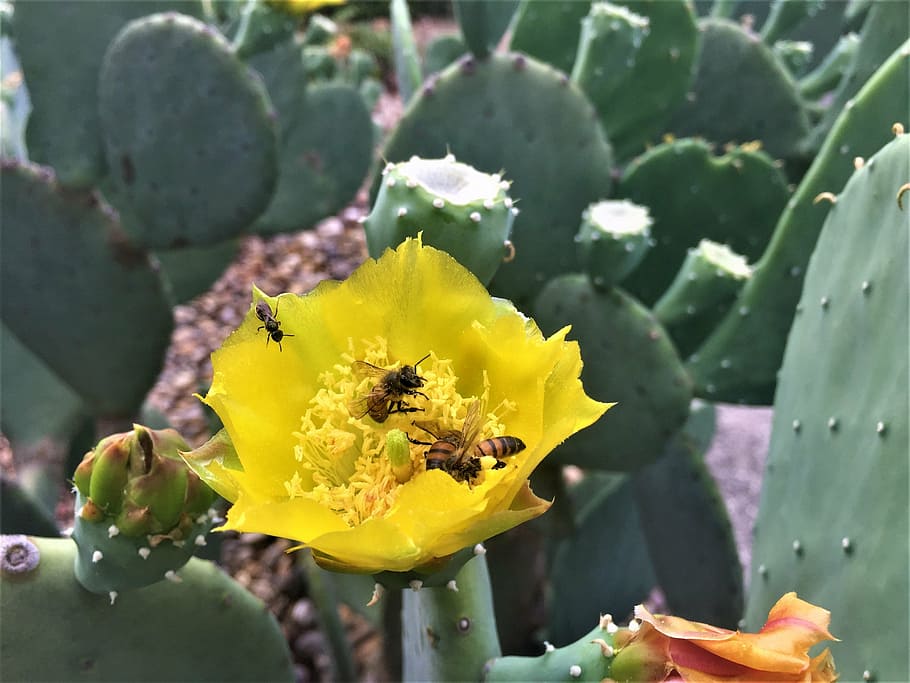 insects, macro, bees, yellow, cactus bloom, flower, flowering plant HD wallpaper
